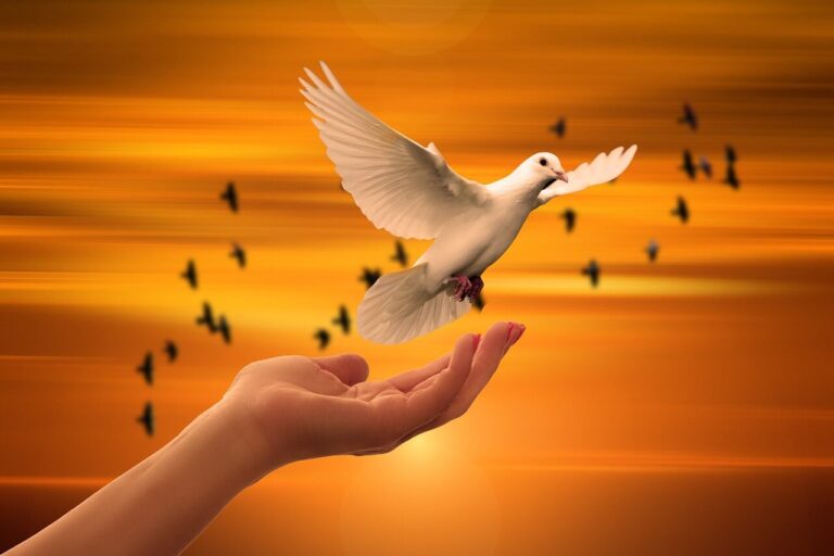 dove, freedom, peace, trust, prayer, nature, soul, spiritual, sunset, faith, concept