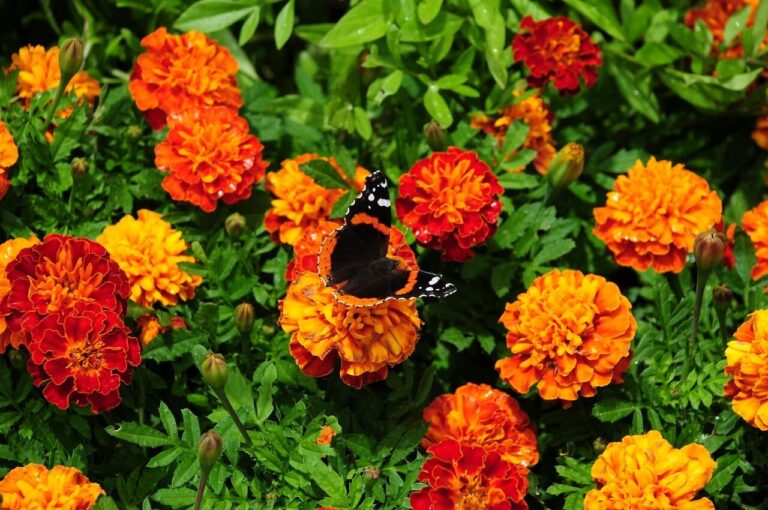 butterfly, flowers, summer, nature, garden, bloom, orange, red, green, wing, nectar, fresh, vibrant, colorful, detail, background, pest, focus, details, macro