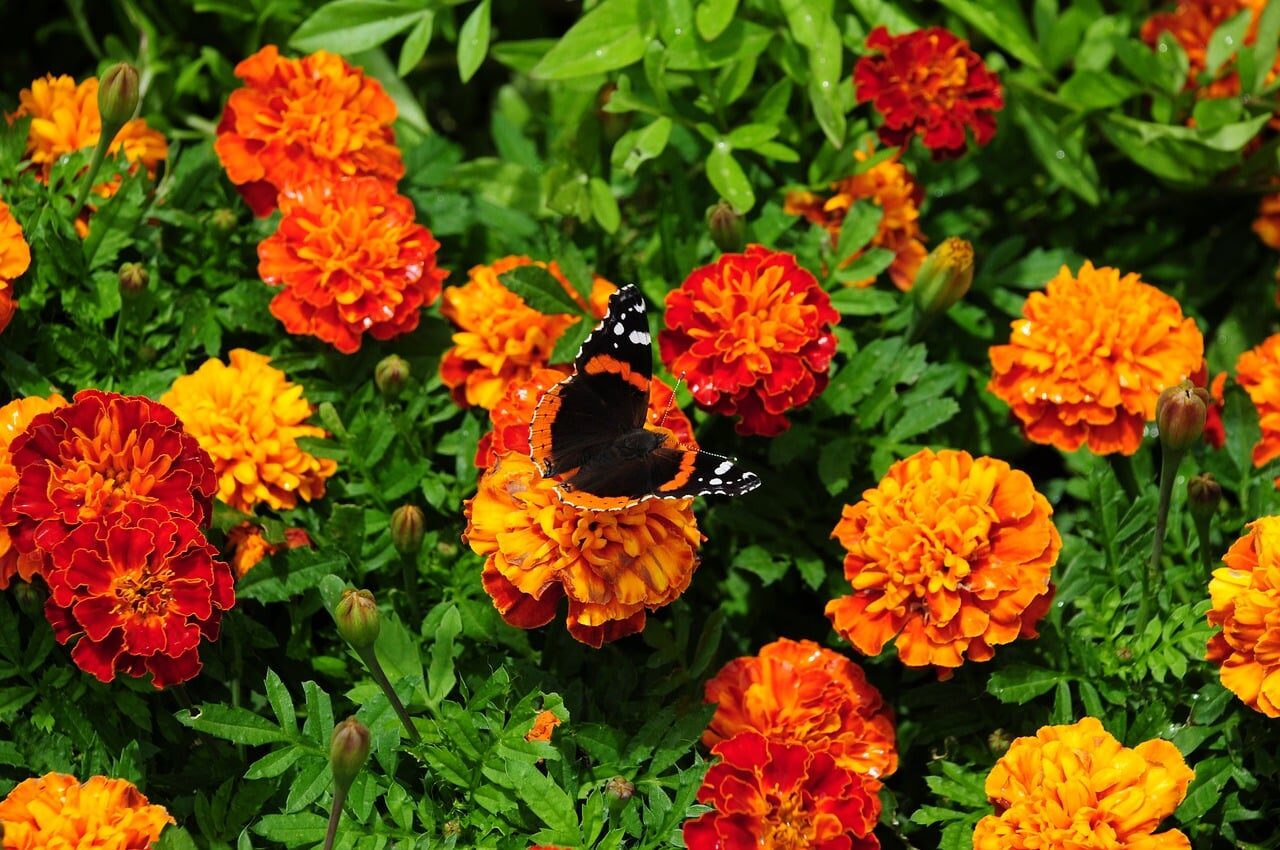 butterfly, flowers, summer, nature, garden, bloom, orange, red, green, wing, nectar, fresh, vibrant, colorful, detail, background, pest, focus, details, macro